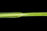 Greenwhite sedge